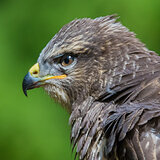 Birds of prey